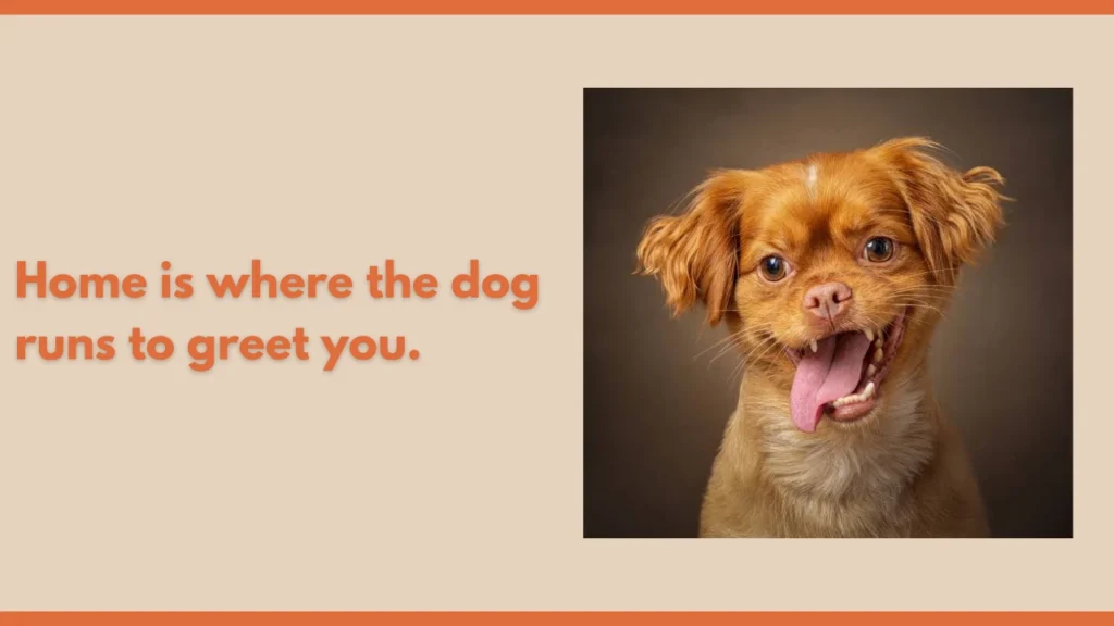 Funny Dog Quotes