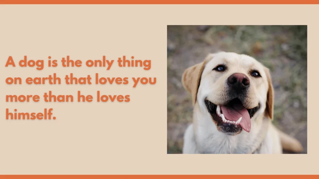 Funny Dog Quotes