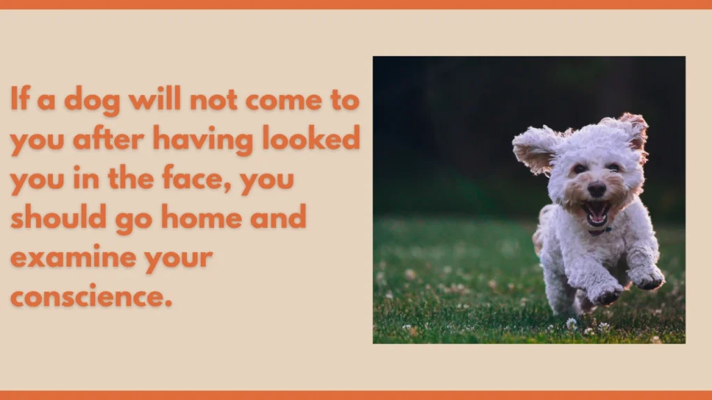 Funny Dog Quotes
