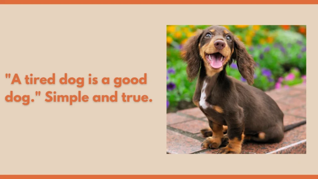 Funny Dog Quotes