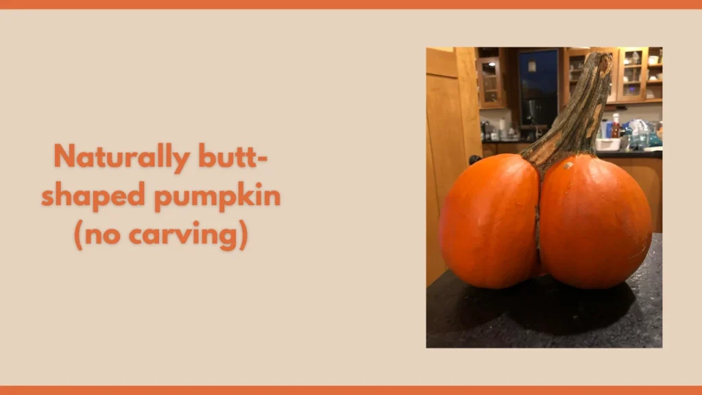 Naturally butt-shaped pumpkin (no carving)