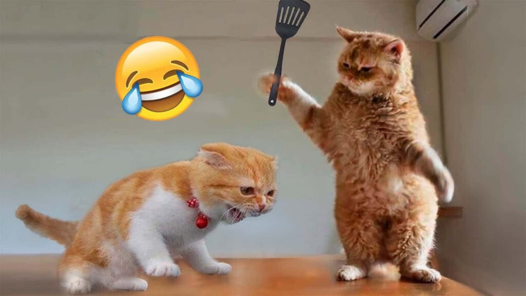 Best cat puns