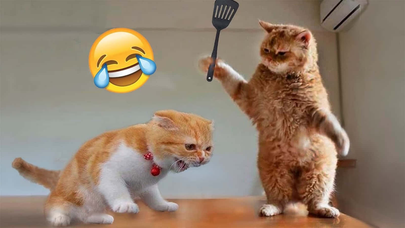 Best cat puns