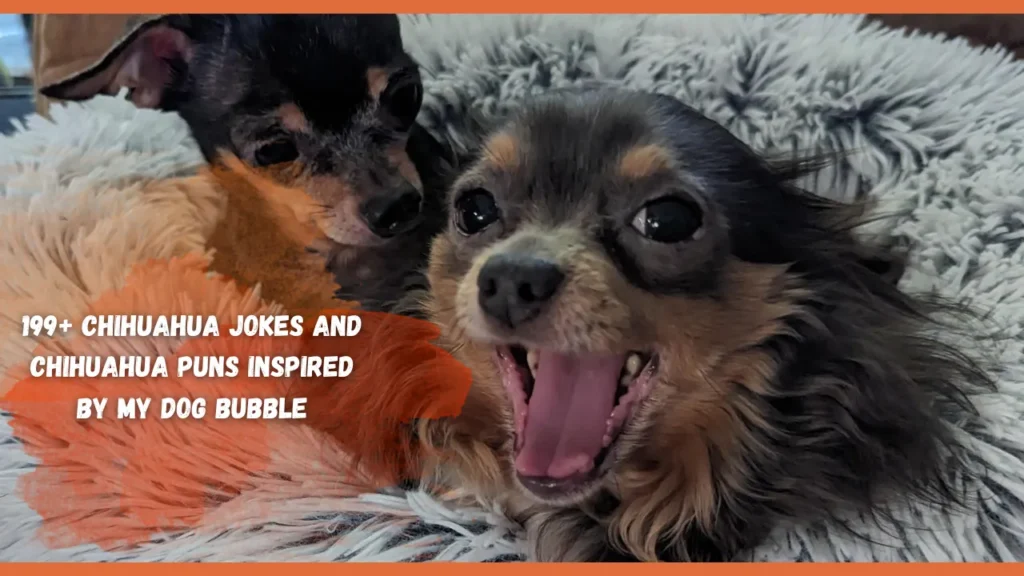 Chihuahua Jokes