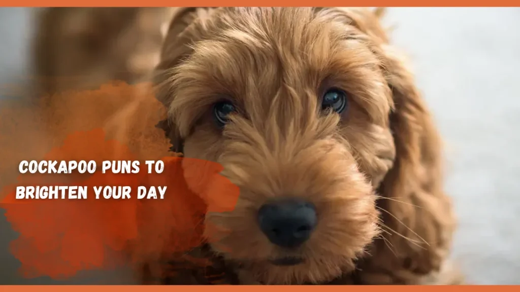 Cockapoo Puns to Brighten Your Day