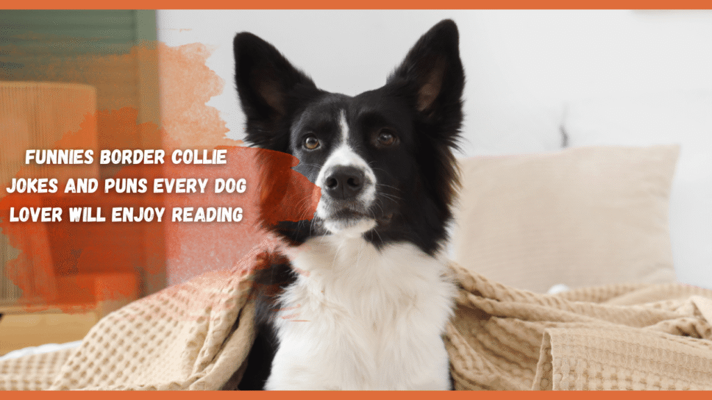 Funnies Border Collie Jokes