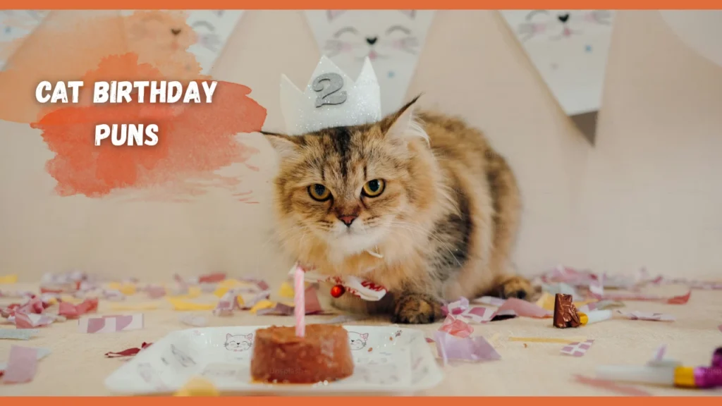 Cat Birthday Puns